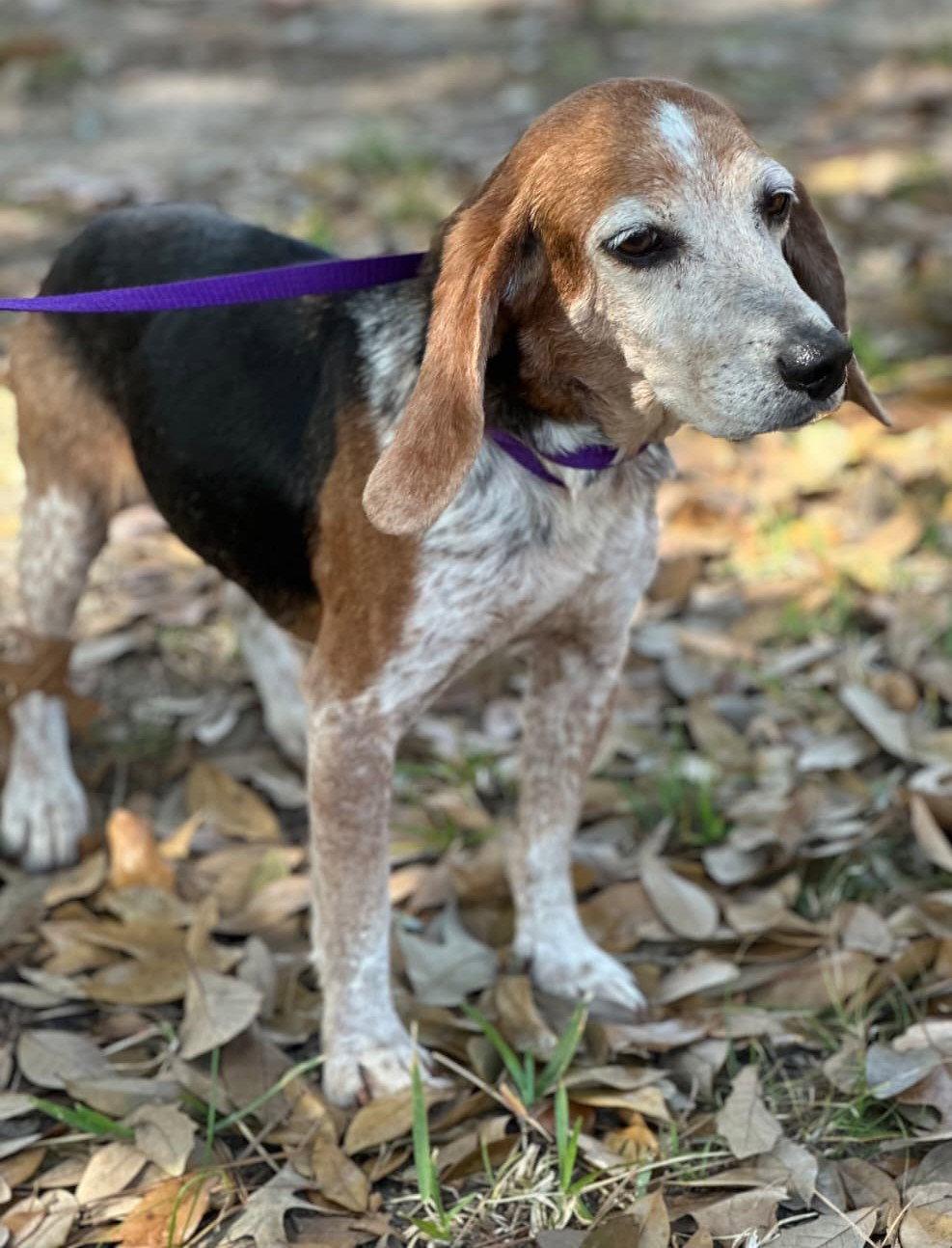 Enlarge Lydia, a Adoptable Beagle in Dunnellon, FL image 3/3