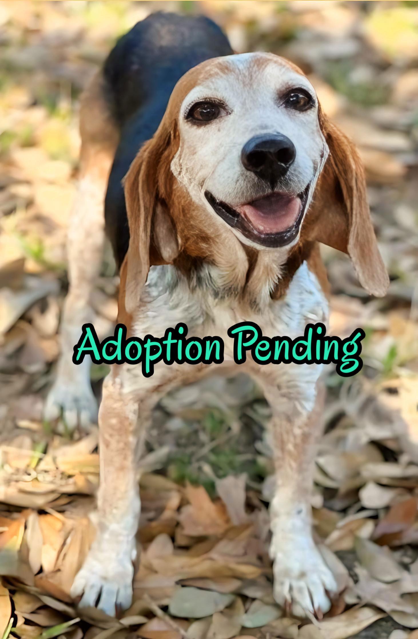 Enlarge Lydia, a Adoptable Beagle in Dunnellon, FL image 3/3