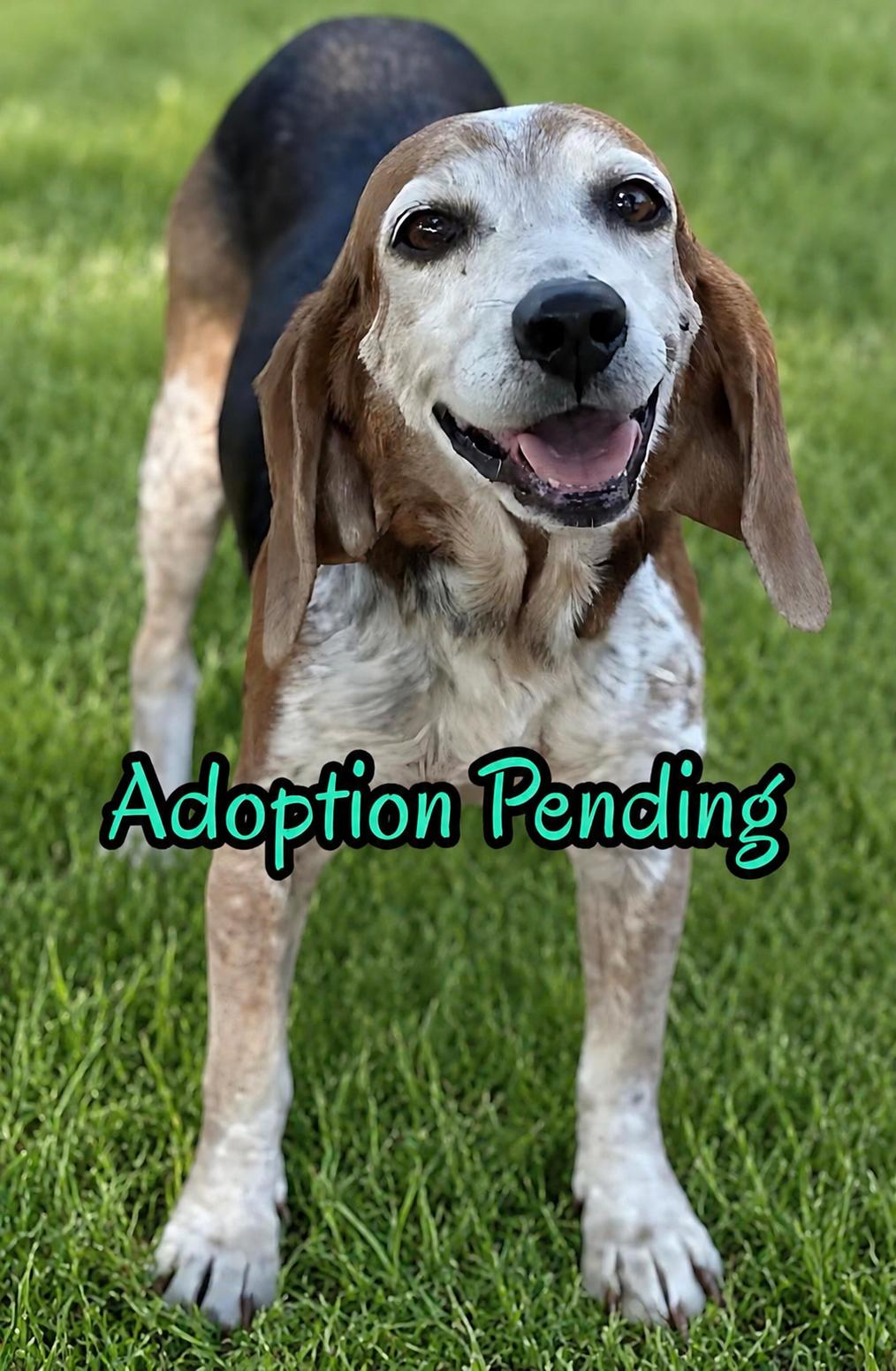 Lydia, a Adoptable Beagle in Dunnellon, FL image 3/3
