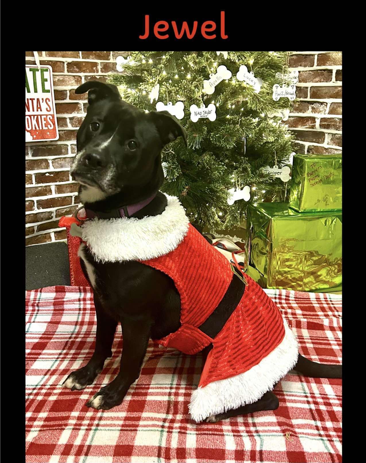 Jewel **REDUCED ADOPTION FEE** 4
