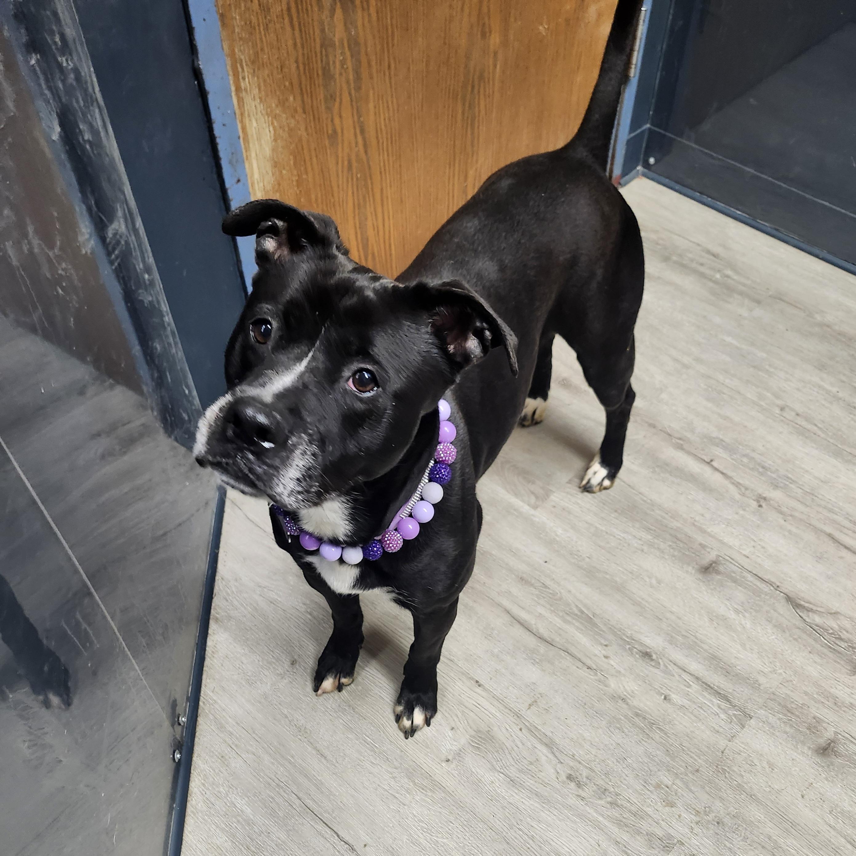Jewel **REDUCED ADOPTION FEE** 5
