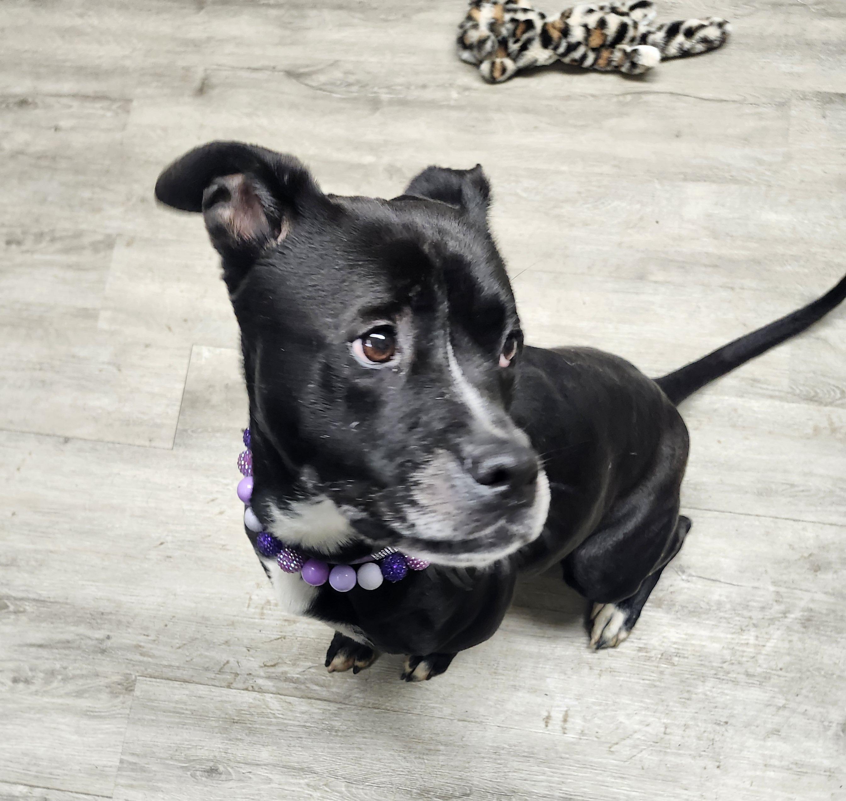 Jewel **REDUCED ADOPTION FEE**