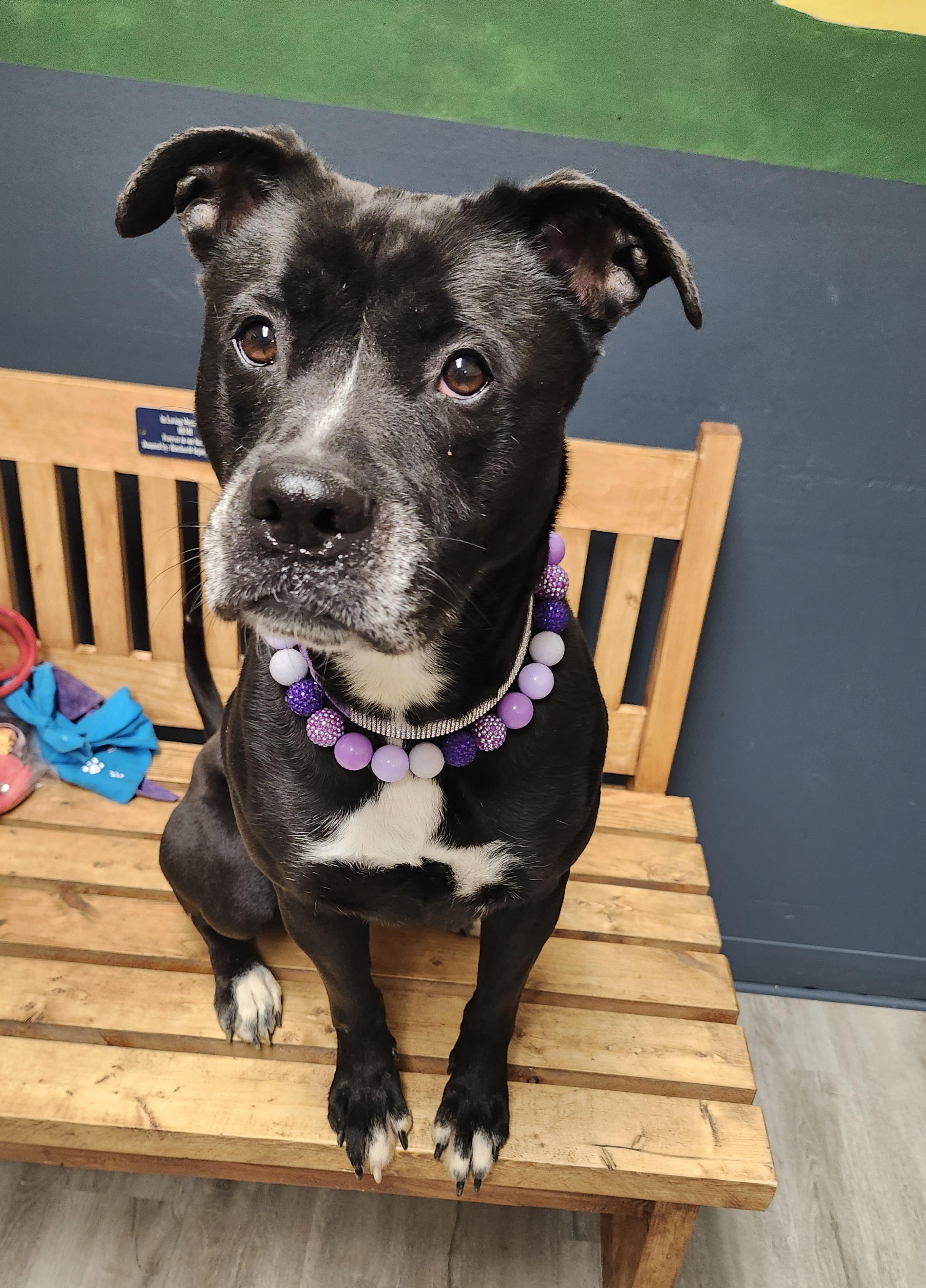 Jewel **REDUCED ADOPTION FEE** 3