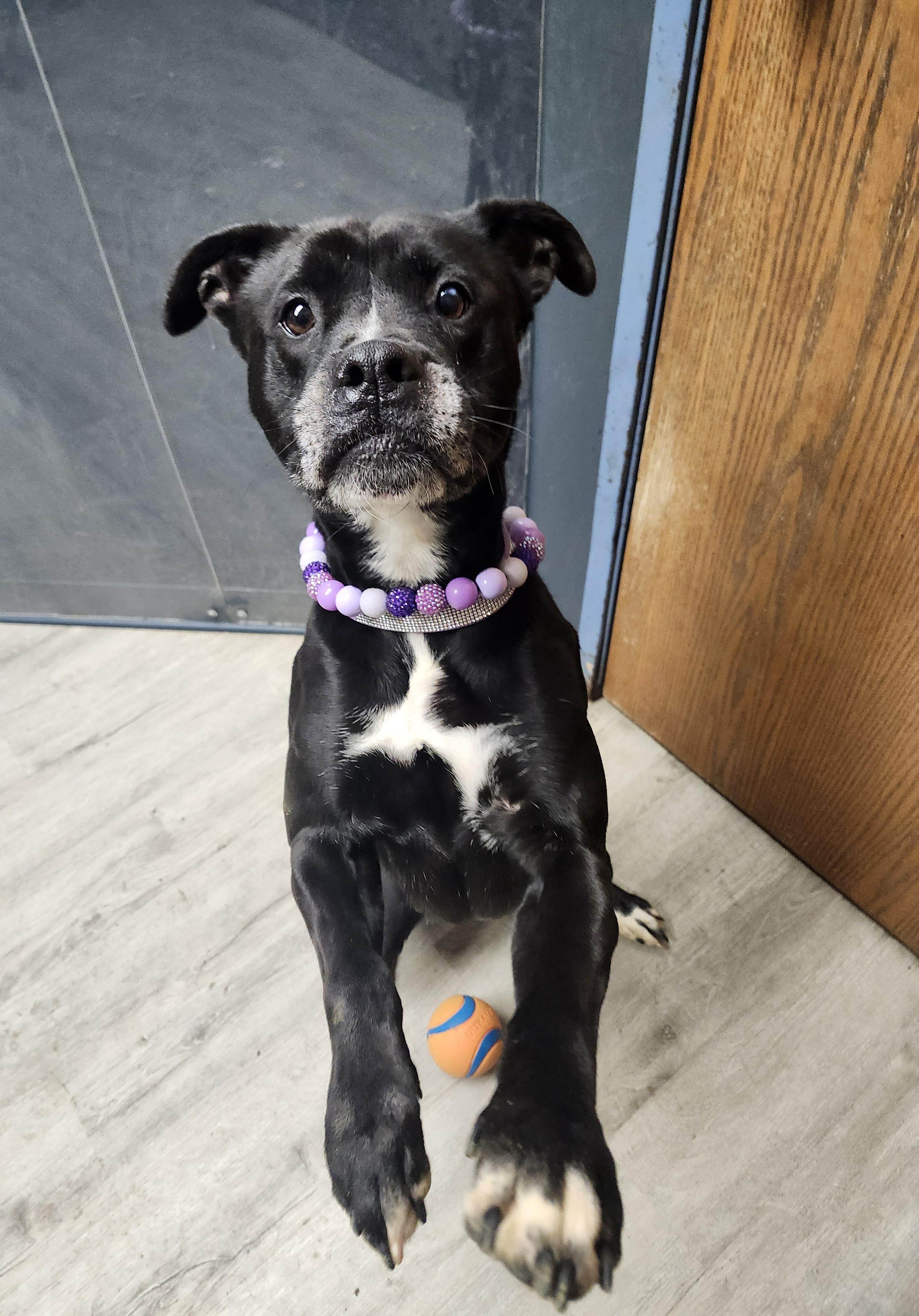 Jewel **REDUCED ADOPTION FEE** 2