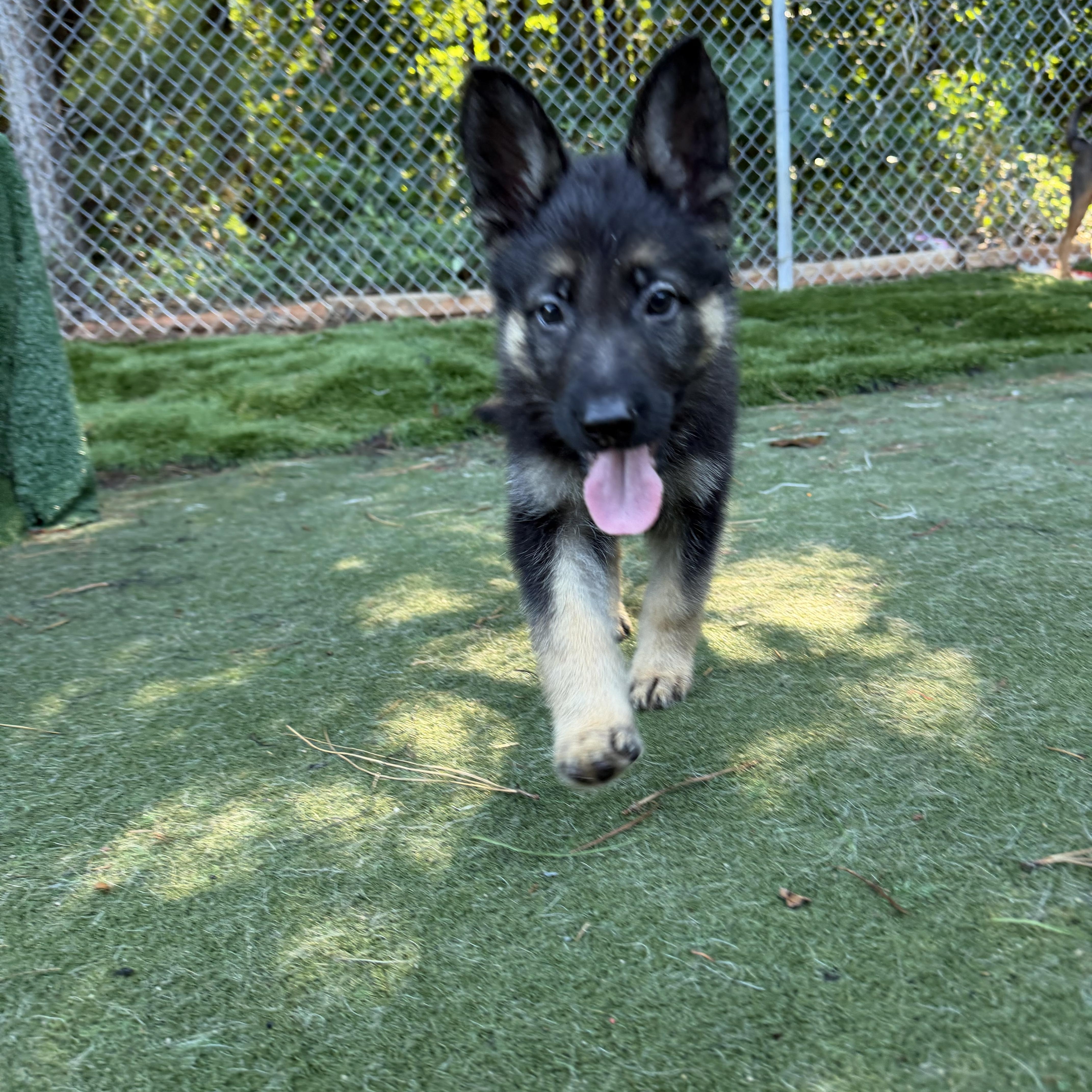 Patriot, a ADOPTABLE mixed breed in Charlotte, NC image 2/3