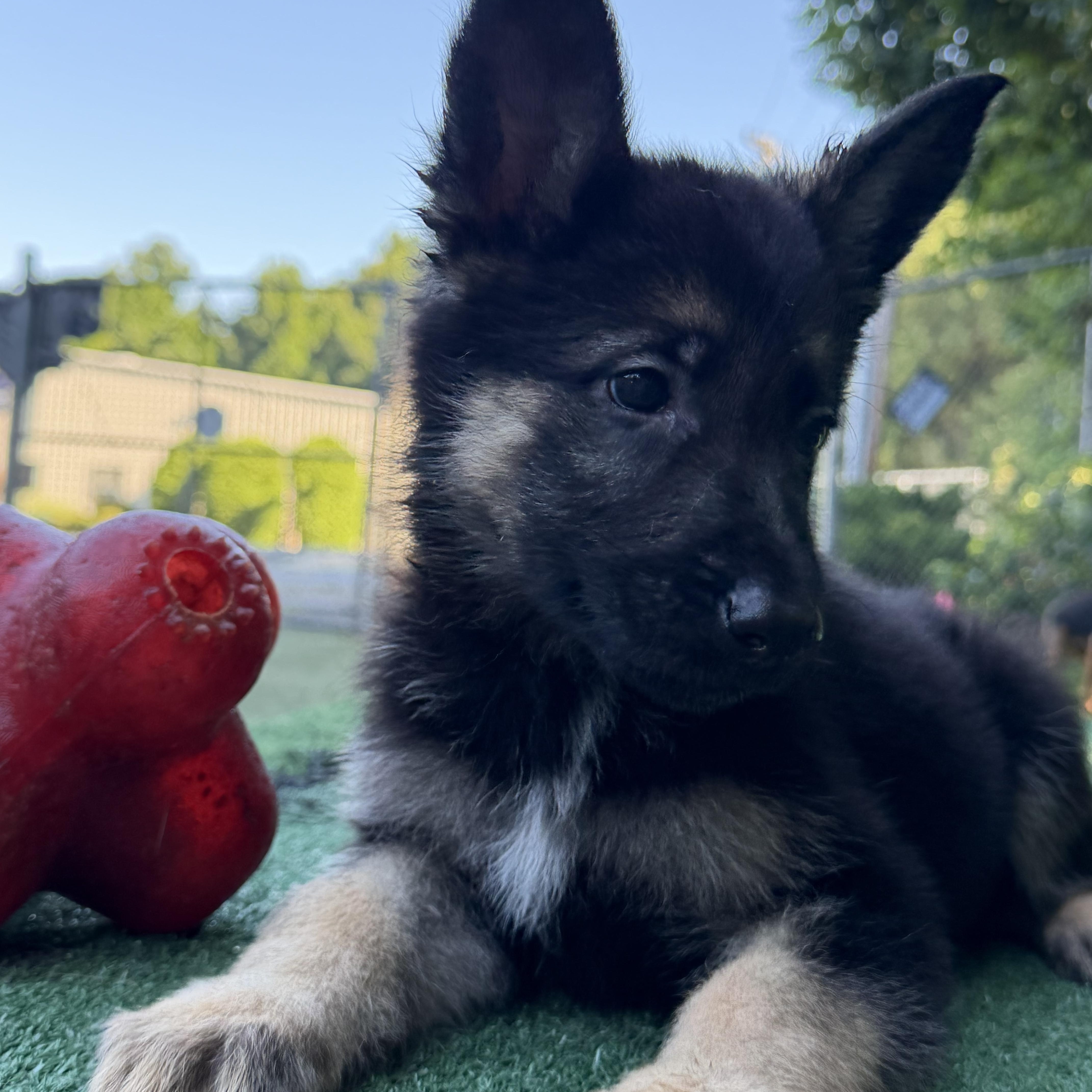 Patriot, ADOPTABLE, Puppy Male German Shepherd Dog.