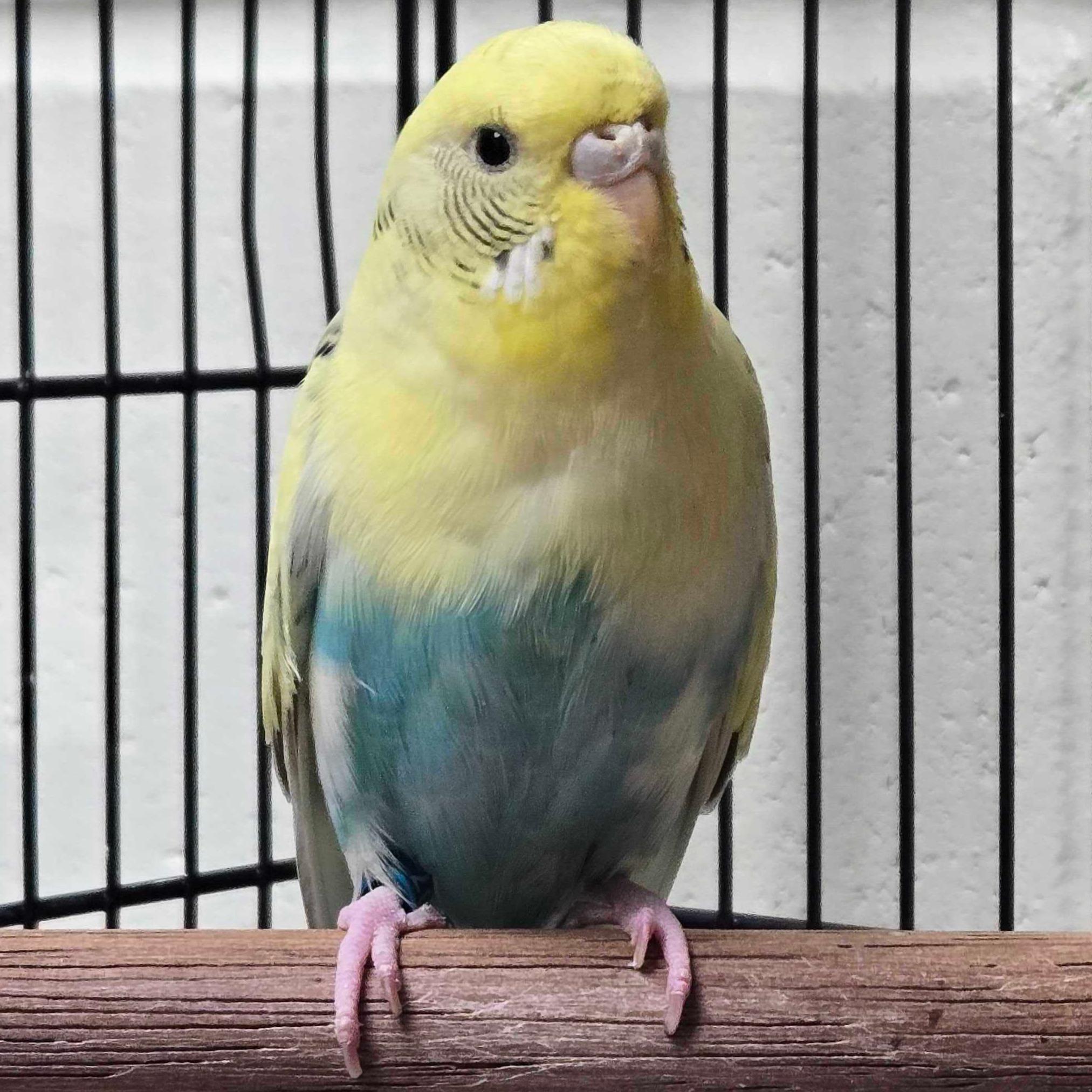 Enlarge Cher, a Adoptable Parakeet (Other) in Jefferson, WI image 1/2
