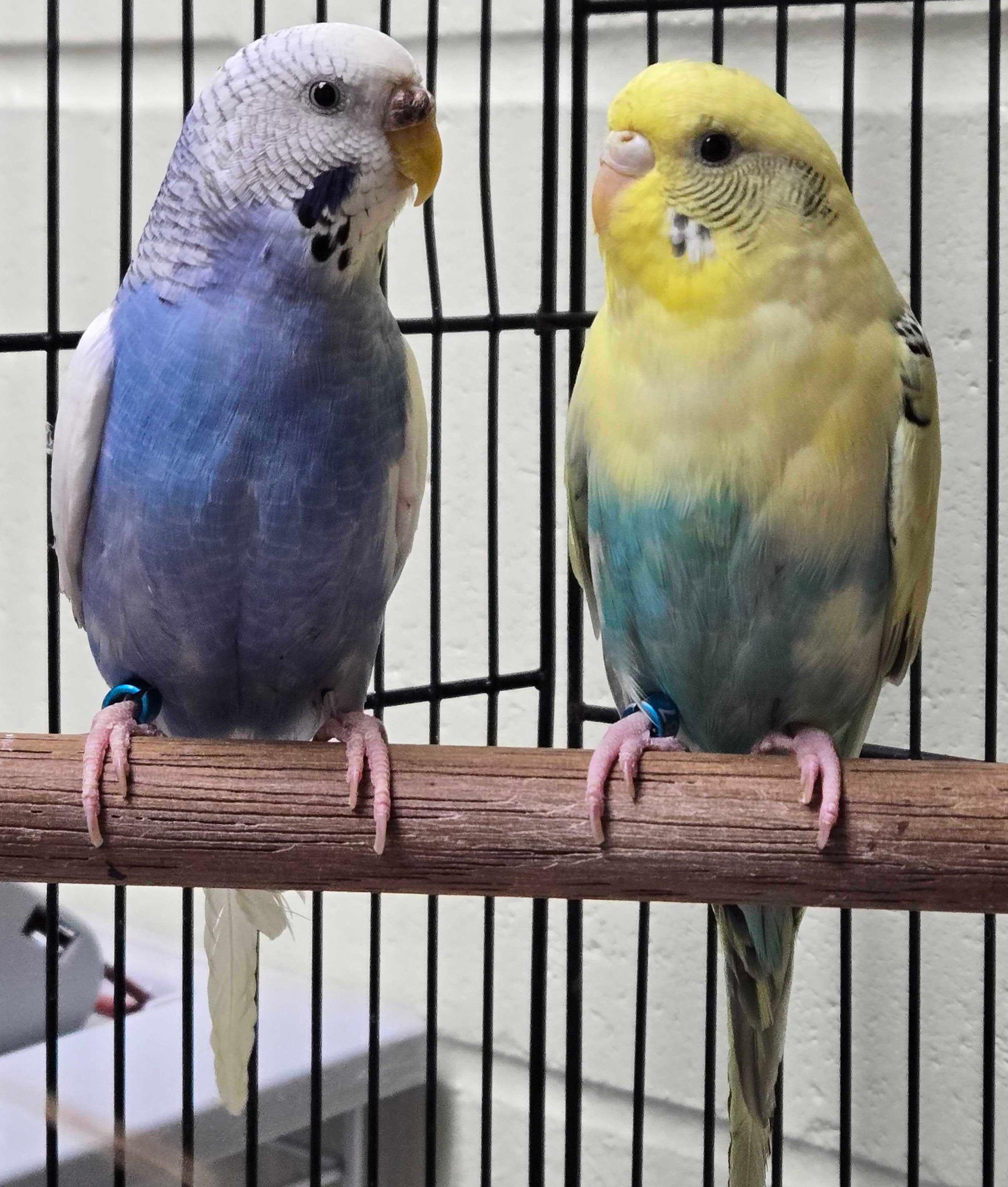 Enlarge Cher, a Adoptable Parakeet (Other) in Jefferson, WI image 2/2