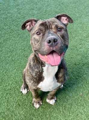 Metro **Courtesy Post. Out of town pet. See below for details**