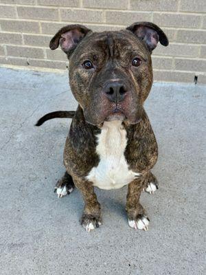 Metro **Courtesy Post. Out of town pet. See below for details**