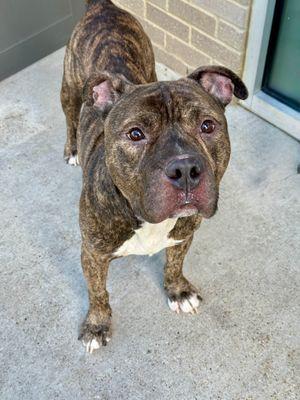 Metro **Courtesy Post. Out of town pet. See below for details**