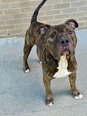 Metro **Courtesy Post. Out of town pet. See below for details**