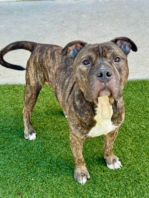 Metro **Courtesy Post. Out of town pet. See below for details**