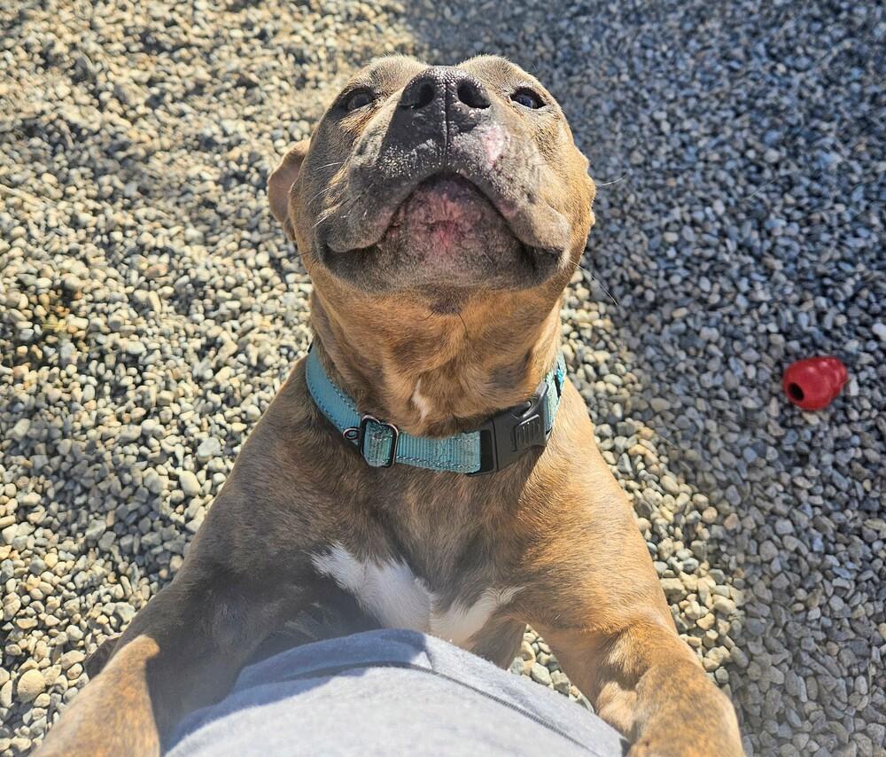 Enlarge Teresa, a Adoptable mixed breed in Leadville, CO image 1/6