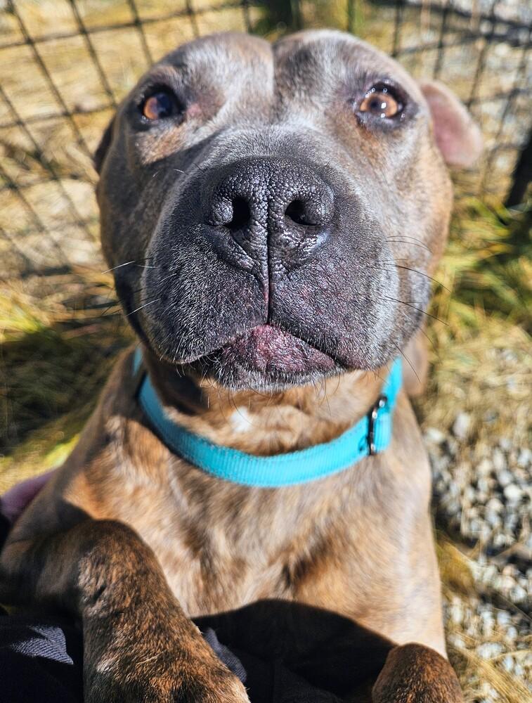 Enlarge Teresa, a Adoptable mixed breed in Leadville, CO image 2/6