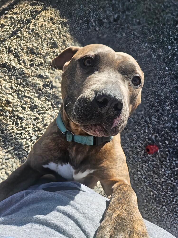 Enlarge Teresa, a Adoptable mixed breed in Leadville, CO image 3/6