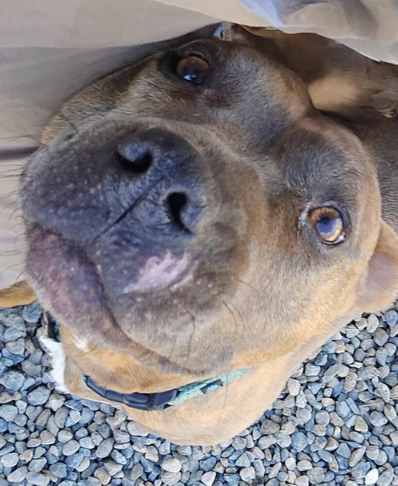 Enlarge Teresa, a Adoptable mixed breed in Leadville, CO image 4/6