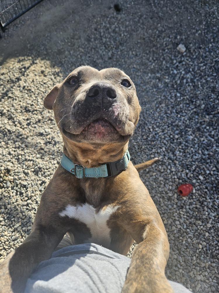 Enlarge Teresa, a Adoptable mixed breed in Leadville, CO image 5/6