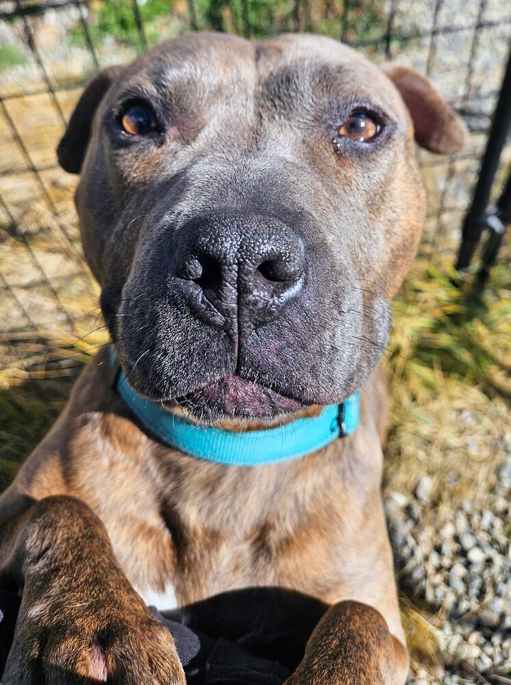 Enlarge Teresa, a Adoptable mixed breed in Leadville, CO image 6/6