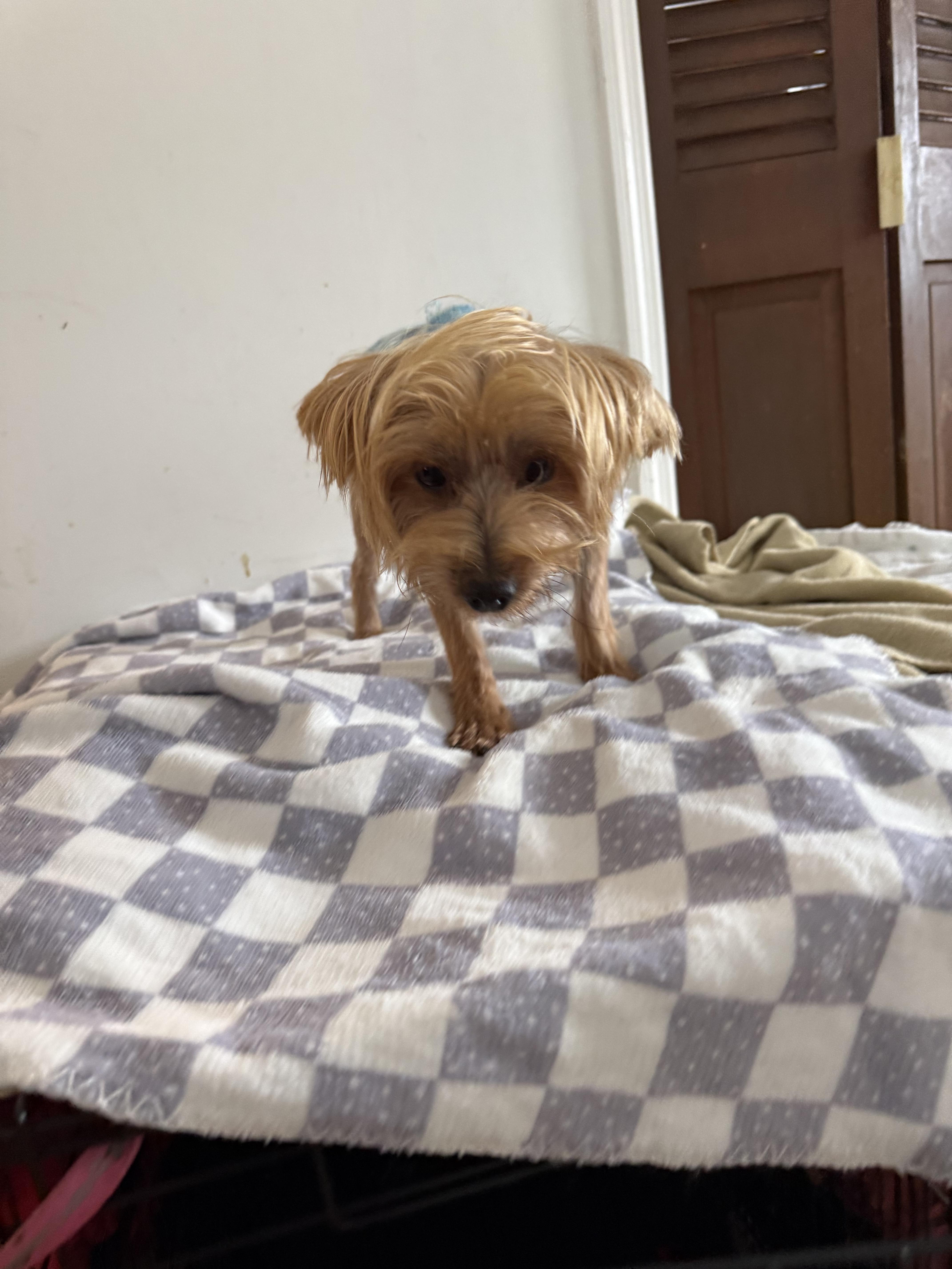 Enlarge Odie, a ADOPTABLE Yorkshire Terrier in Pleasant Valley, NY image 1/1