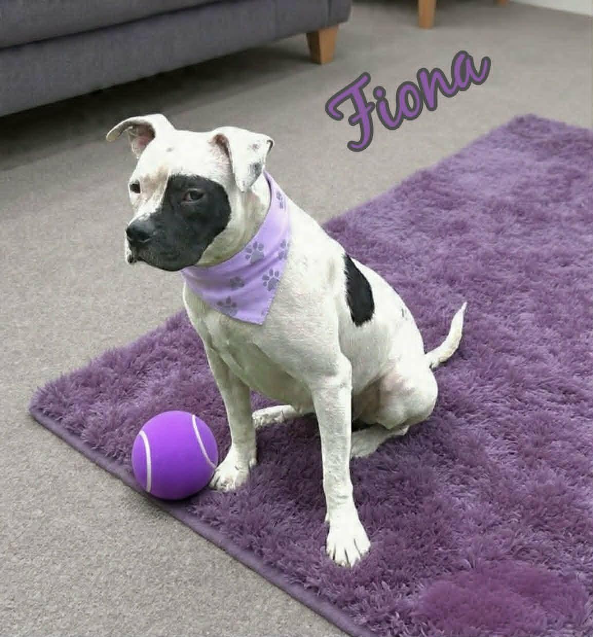 Fiona, a ADOPTABLE Pit Bull Terrier in Grove, OK image 4/4