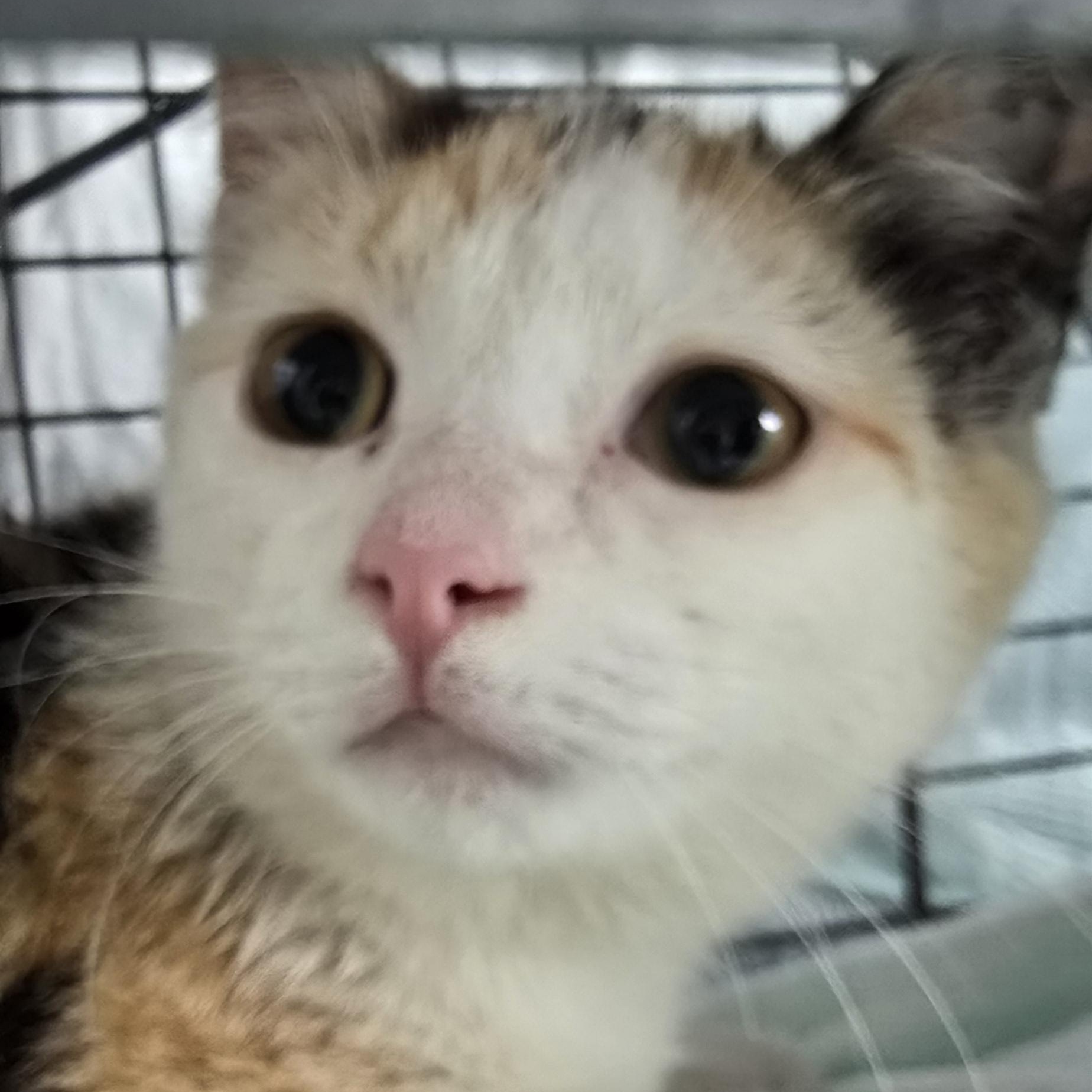 Enlarge Elsie, a Adoptable Domestic Short Hair in Perth Amboy , NJ image 1/3