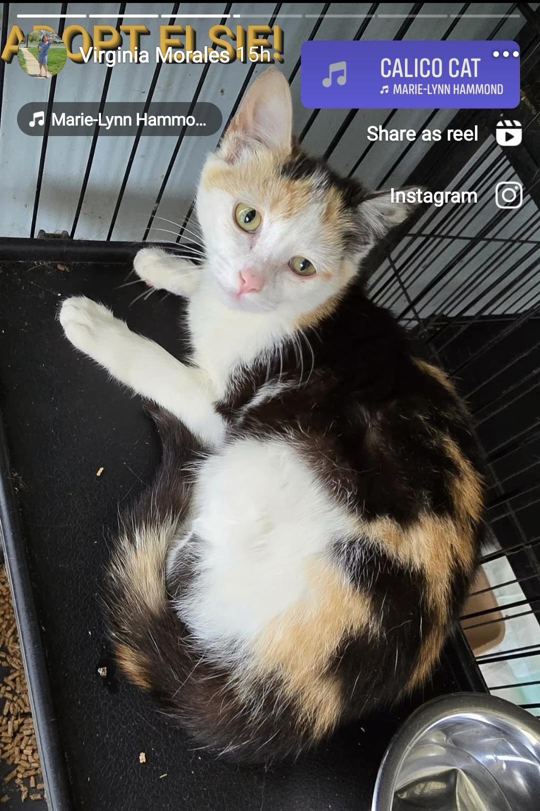 Enlarge Elsie, a Adoptable Domestic Short Hair in Perth Amboy , NJ image 2/3