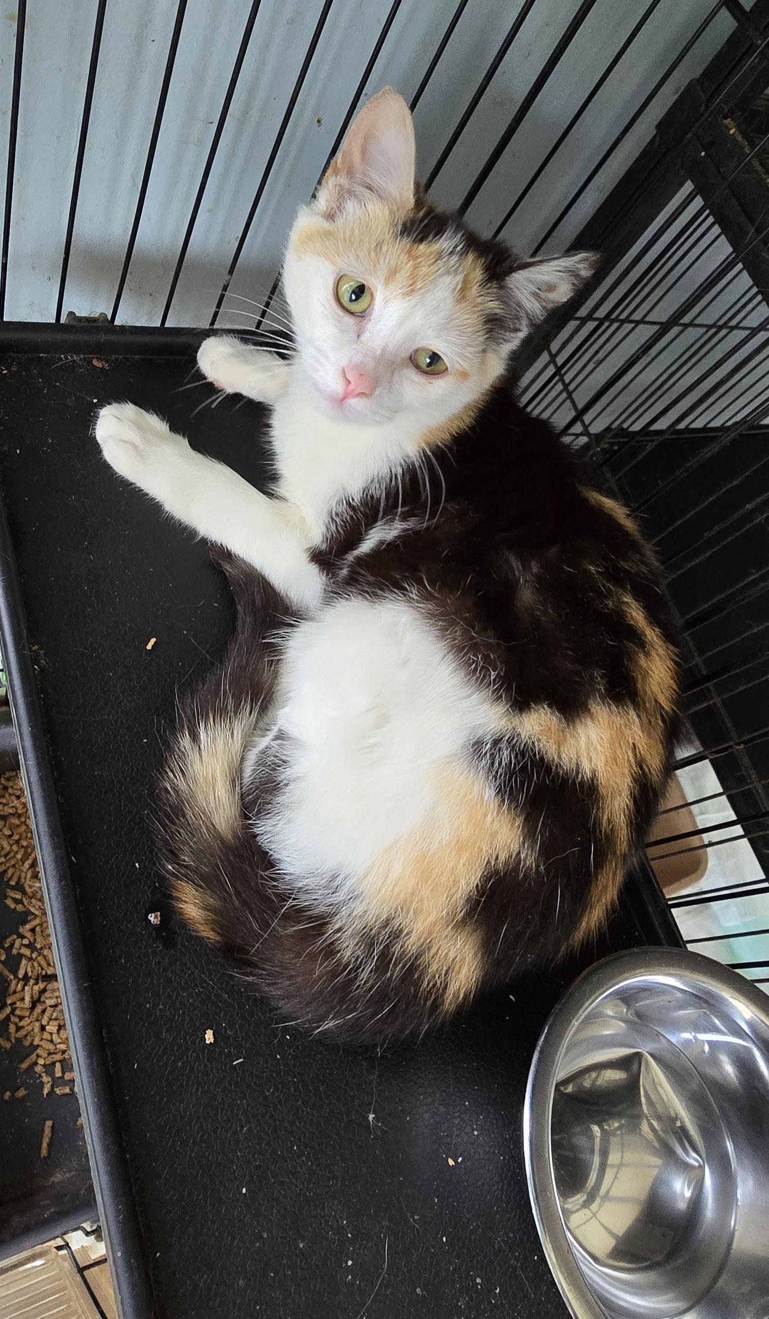 Enlarge Elsie, a Adoptable Domestic Short Hair in Perth Amboy , NJ image 3/3