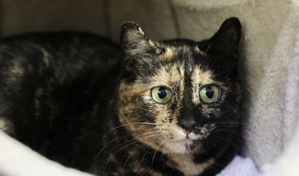 Jewel, Adoptable, Adult Female Domestic Short Hair & Domestic Short Hair.