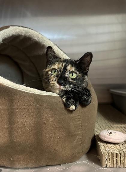 Jewel, a Adoptable Domestic Short Hair in Hastings, MN image 2/3