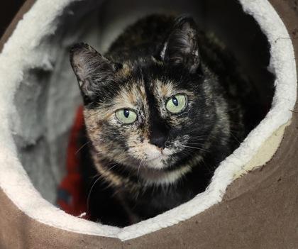 Jewel, Adoptable, Adult Female Domestic Short Hair & Domestic Short Hair.