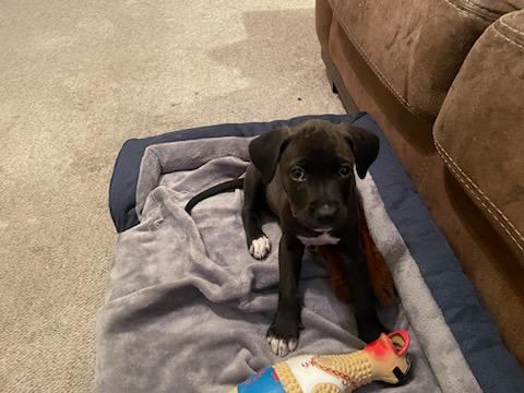 Aspen (M), a Adopted Mixed Breed in Cody, WY image 3/5