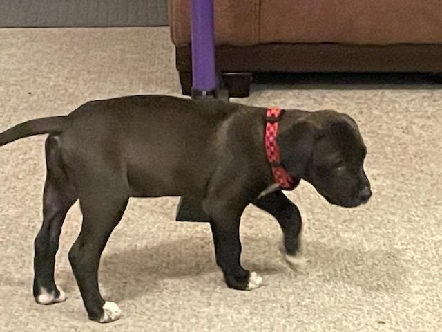 Aspen (M), a Adopted Mixed Breed in Cody, WY image 4/5