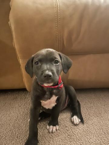 Aspen (M), Adopted, Puppy Female Mixed Breed.