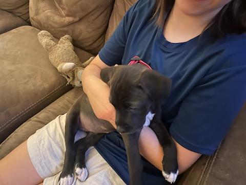 Aspen (M), a Adopted Mixed Breed in Cody, WY image 2/5