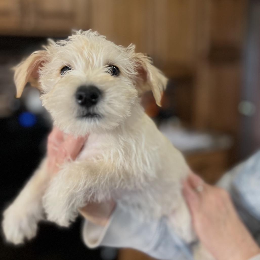 Snickers, Adoptable, Puppy Male Miniature Schnauzer & Mixed Breed.