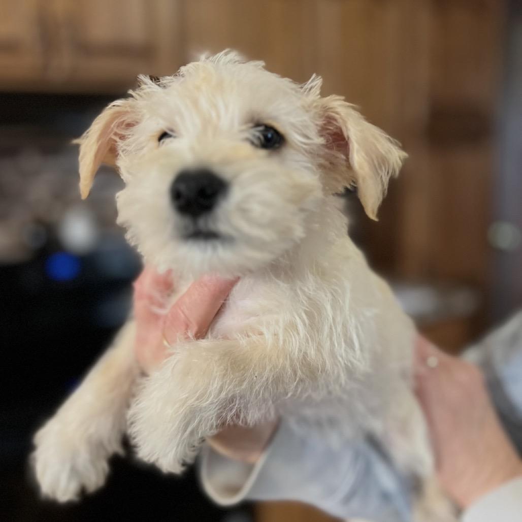 Enlarge Snickers, a Adoptable mixed breed in Wadena, MN image 5/6