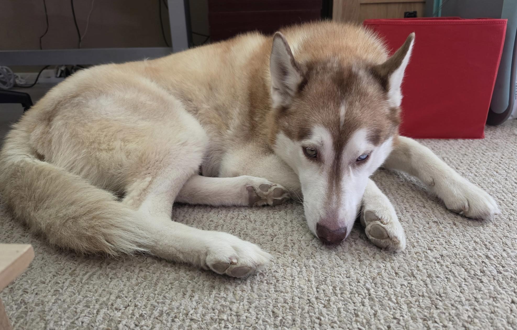 Simmy, a ADOPTABLE Siberian Husky in Menifee, CA image 3/6