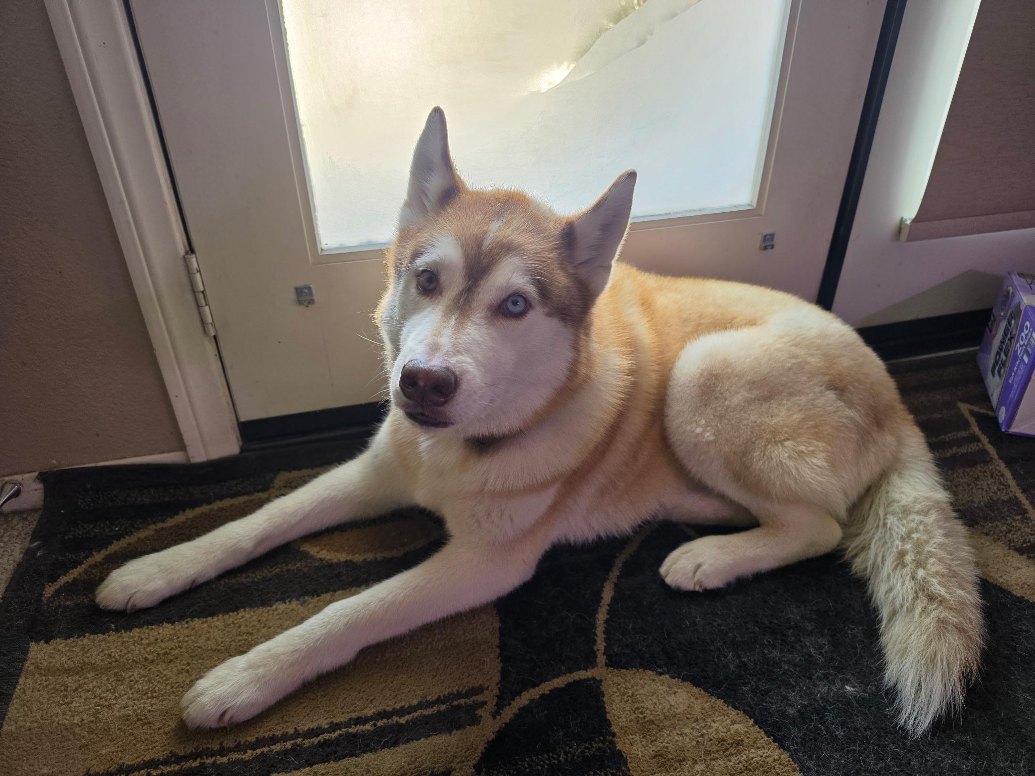 Simmy, a ADOPTABLE Siberian Husky in Menifee, CA image 6/6