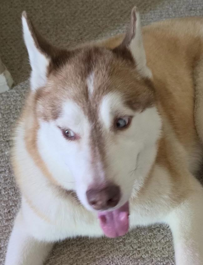 Simmy, a ADOPTABLE Siberian Husky in Menifee, CA image 2/6