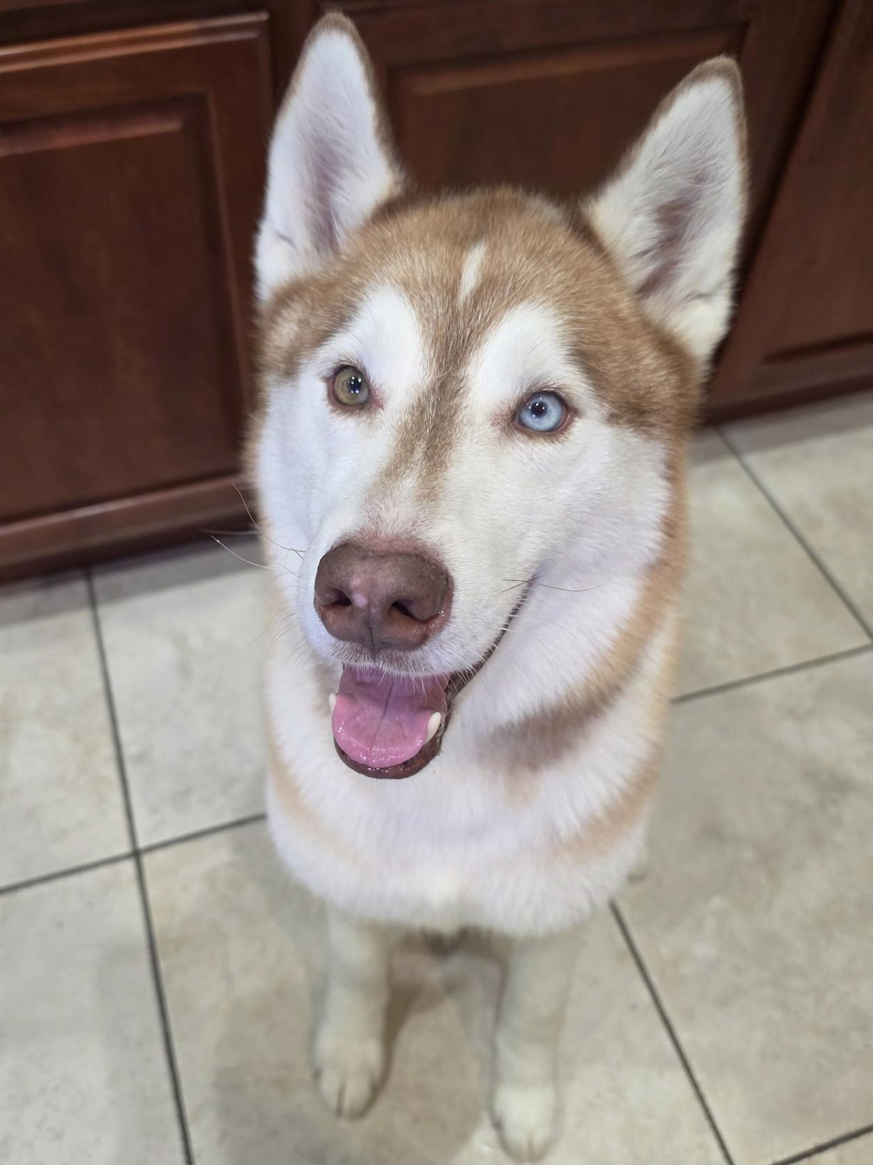 Simmy, ADOPTABLE, Adult Male Siberian Husky.