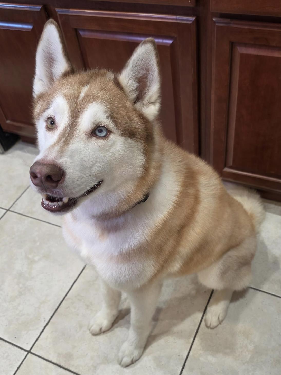 Simmy, a ADOPTABLE Siberian Husky in Menifee, CA image 4/6
