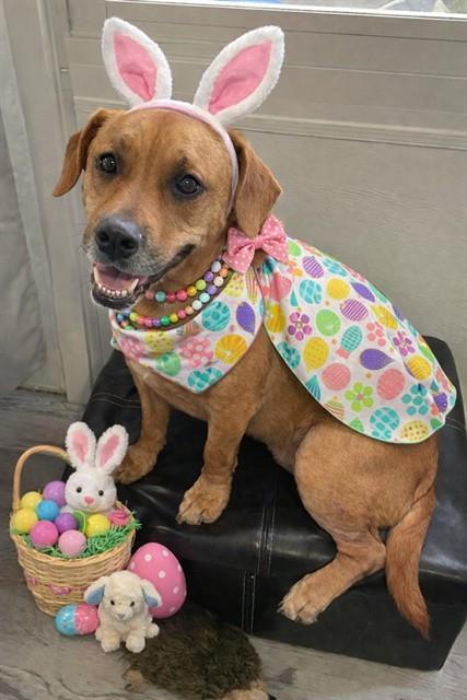 SUNDAE, Adoptable, Adult Female Black Mouth Cur.