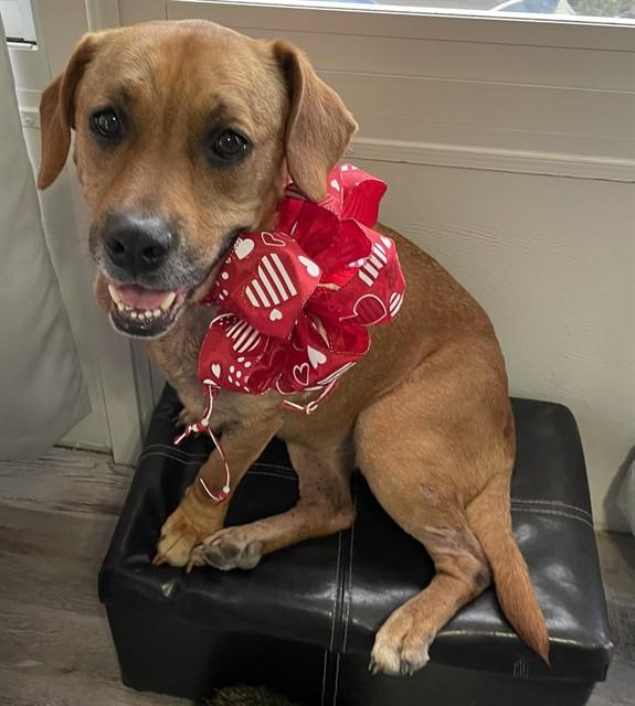 Enlarge SUNDAE, a Adoptable Black Mouth Cur in Ocala, FL image 1/1
