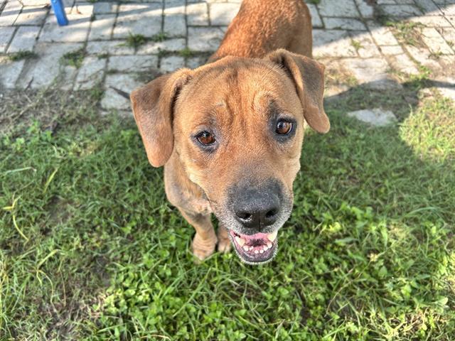 SUNDAE, Adoptable, Adult Female Black Mouth Cur.