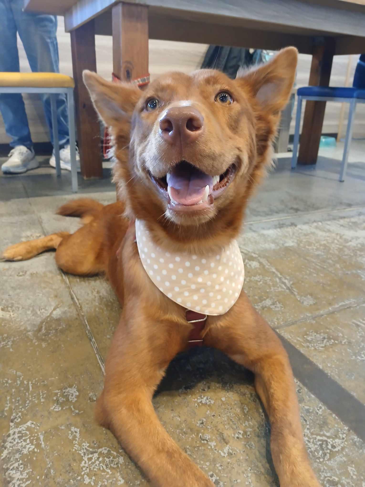 SaSa - ADOPTED, Adopted, Young Female Border Collie & Golden Retriever.