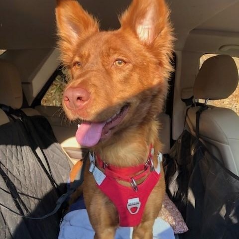 Enlarge SaSa - ADOPTED, a Adopted mixed breed in Wilmington, DE image 3/6