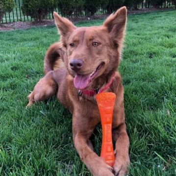 SaSa - ADOPTED, Adopted, Young Female Border Collie & Golden Retriever.