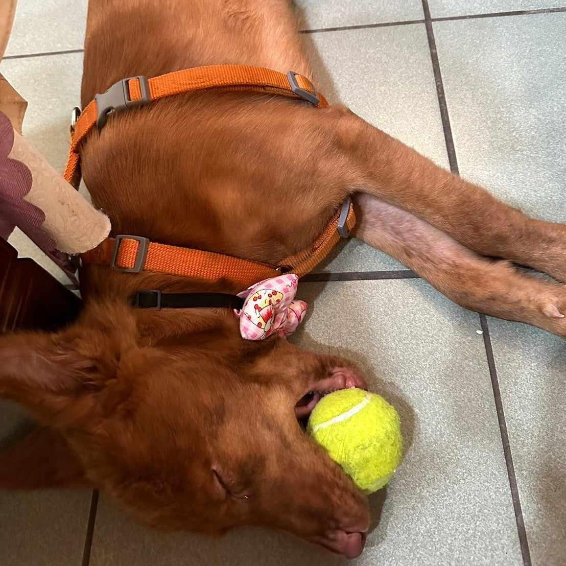 Enlarge SaSa - ADOPTED, a Adopted mixed breed in Wilmington, DE image 4/6