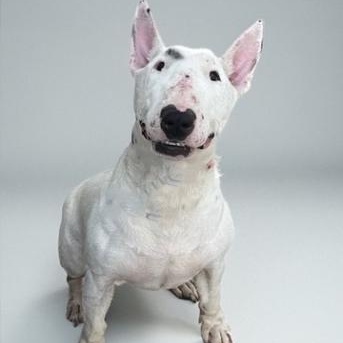 Nina, Adopted, Adult Female Bull Terrier.